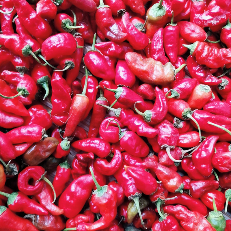 余干红辣椒正宗辣椒新鲜枫树丰收小辣椒特辣现摘辣椒
