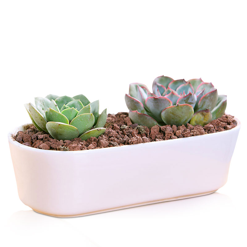 意景简约白瓷多肉花盆绿萝白色陶瓷植物大口径花盆桌面花卉盆栽