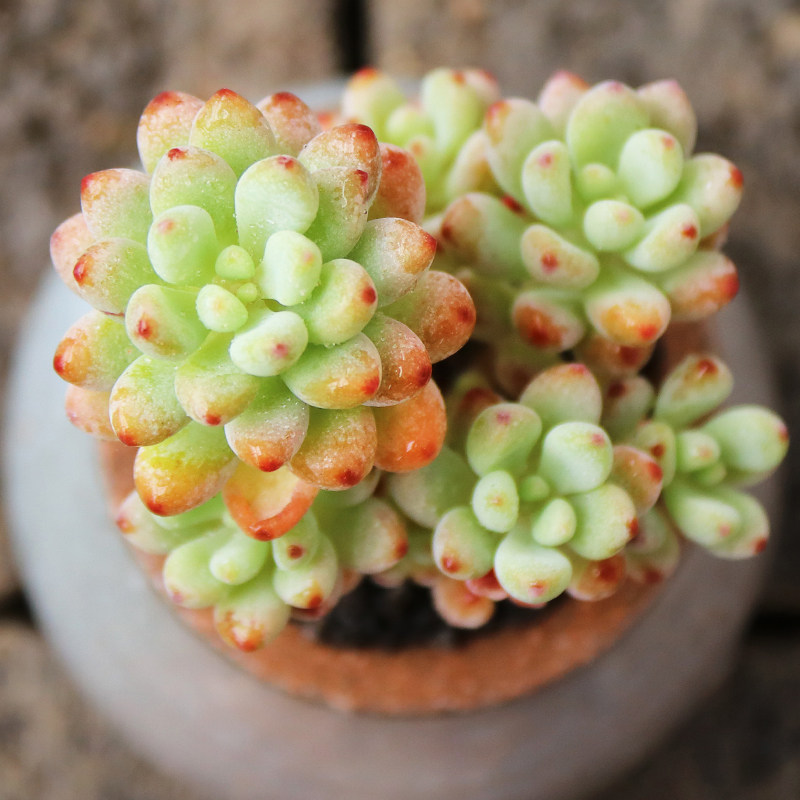 绿豆多肉植物粉嫩精品阳台四季粉红女郎进口盆栽多肉植物