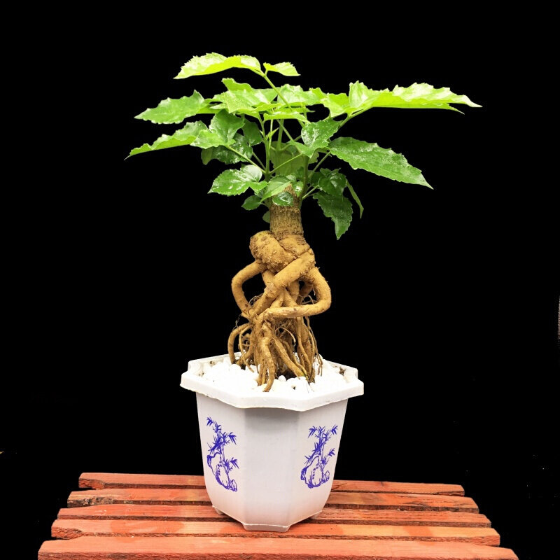 绿宝幸福树提根绿植去甲甲醛植物四季常青室内绿植