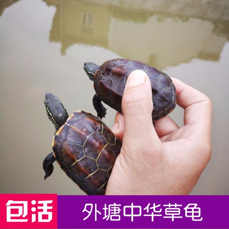 巴西龟活体宠物龟宠物龟苗龟大小型巴西龟观赏小小龟中华草龟
