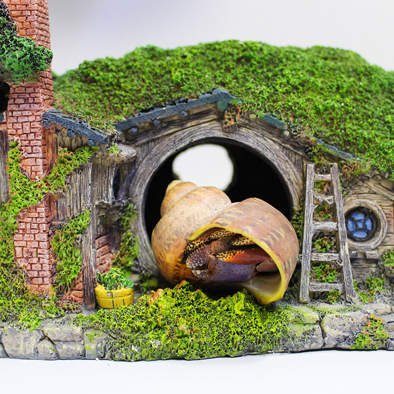 寄居新品淡水西伯利斯懒人人好陆地迷你宠物蟹