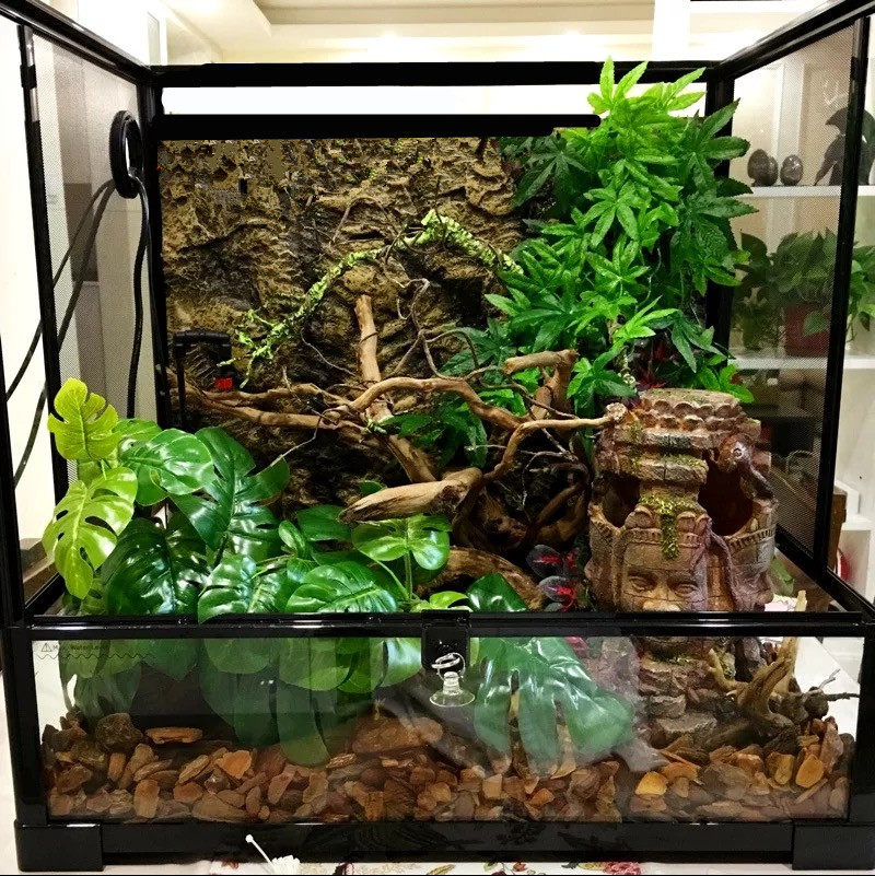 reptizoo爬宠雨林爬虫饲养水族寄居蜥蜴守宫爬虫