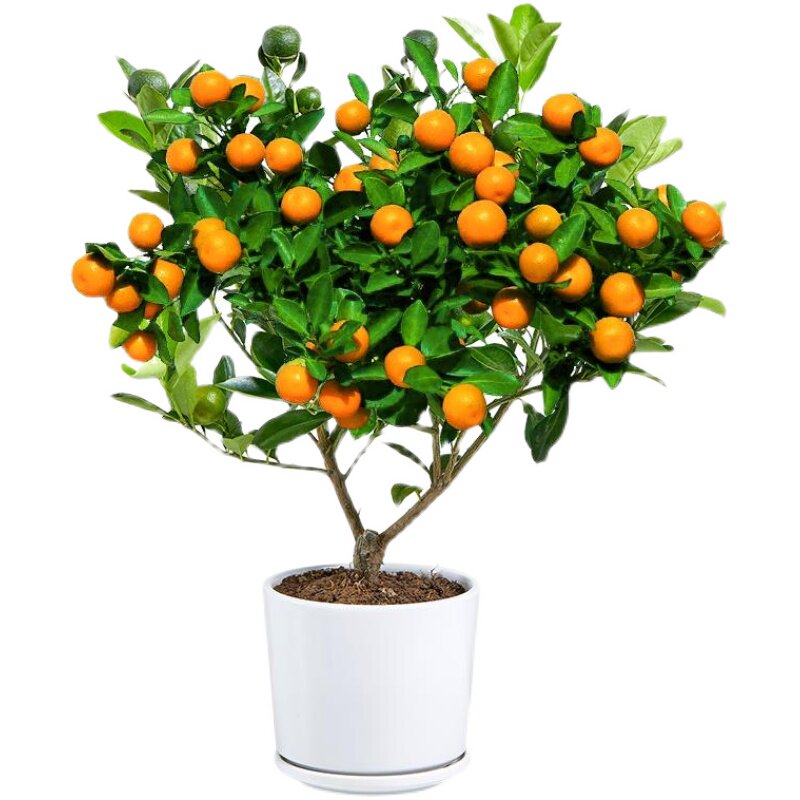 盆栽橘子栽树四季观赏小金金橘室内绿植花卉果树