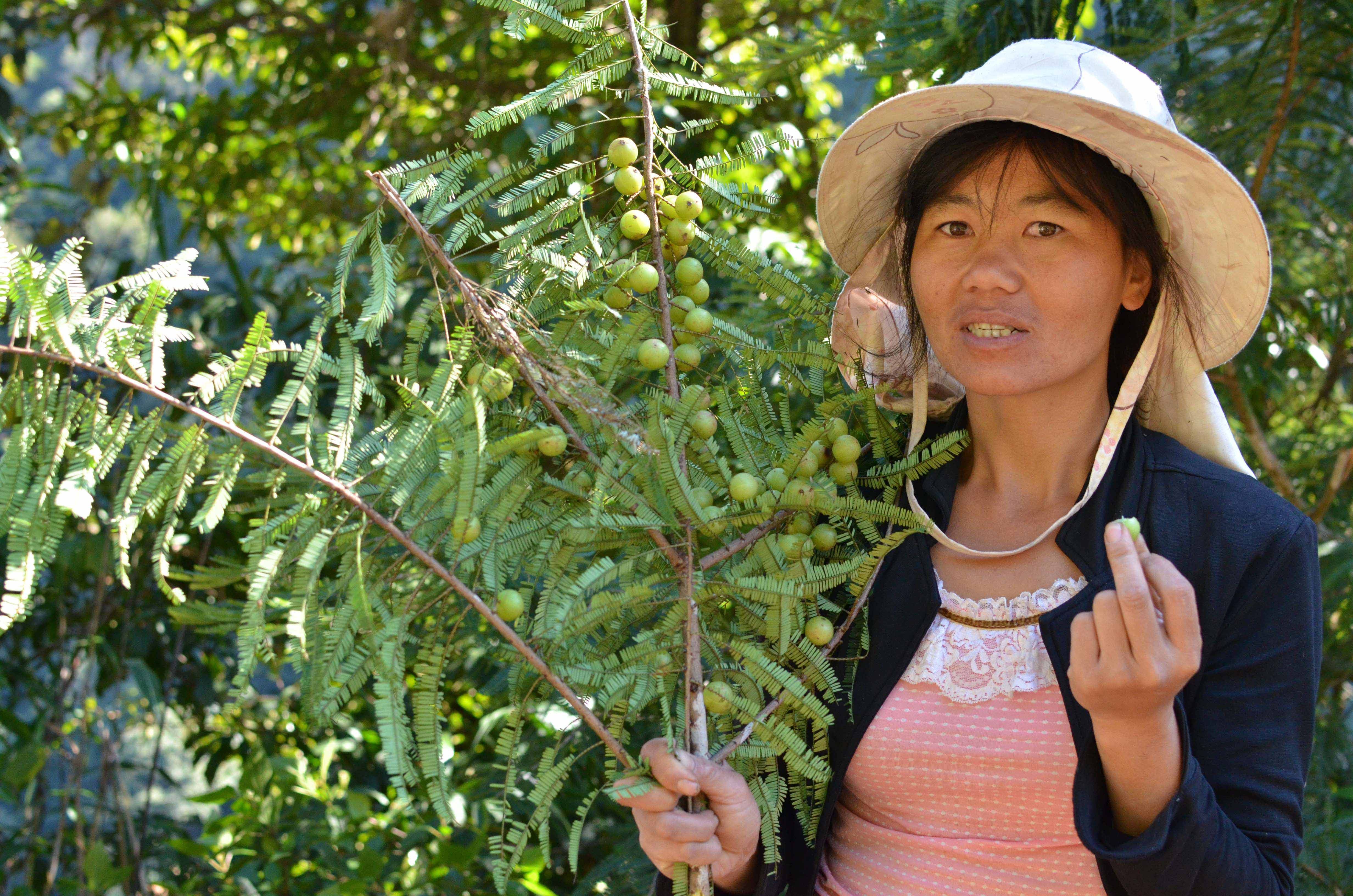 橄榄深山野生云南野果茶干油柑果余嗓子凉茶橄榄