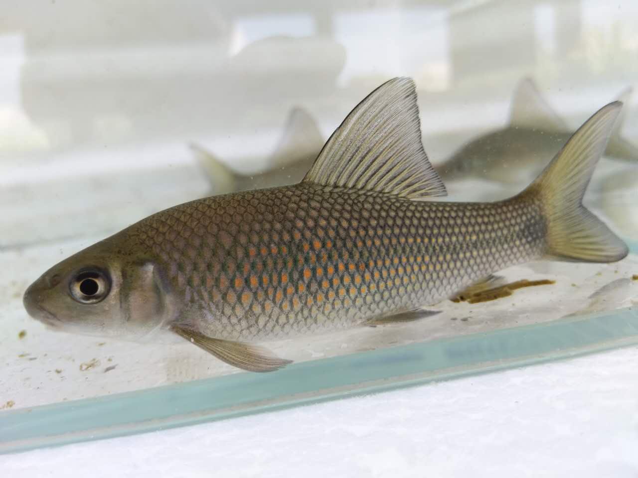 桂华鲮沉香鱼工具鱼除藻原生冷水观赏鱼活体清洁鱼青衣孟加拉包活