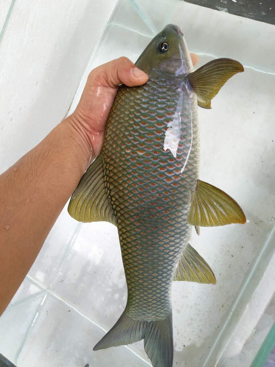 桂华鲮沉香鱼工具鱼除藻原生冷水观赏鱼活体清洁鱼青衣孟加拉包活