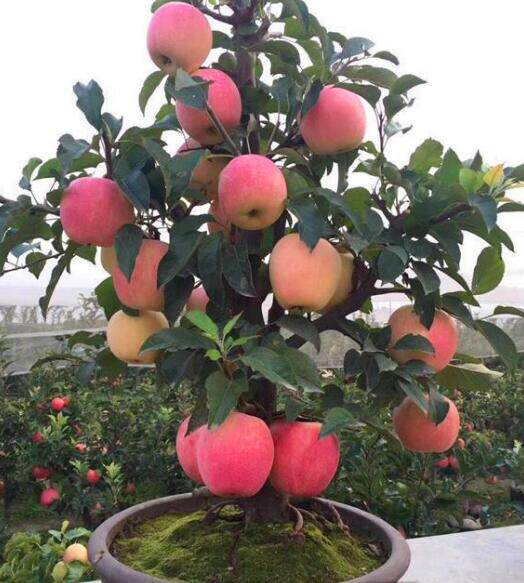 种植苹果矮化盆栽苹果树树苗室内阳台庭院南方果树