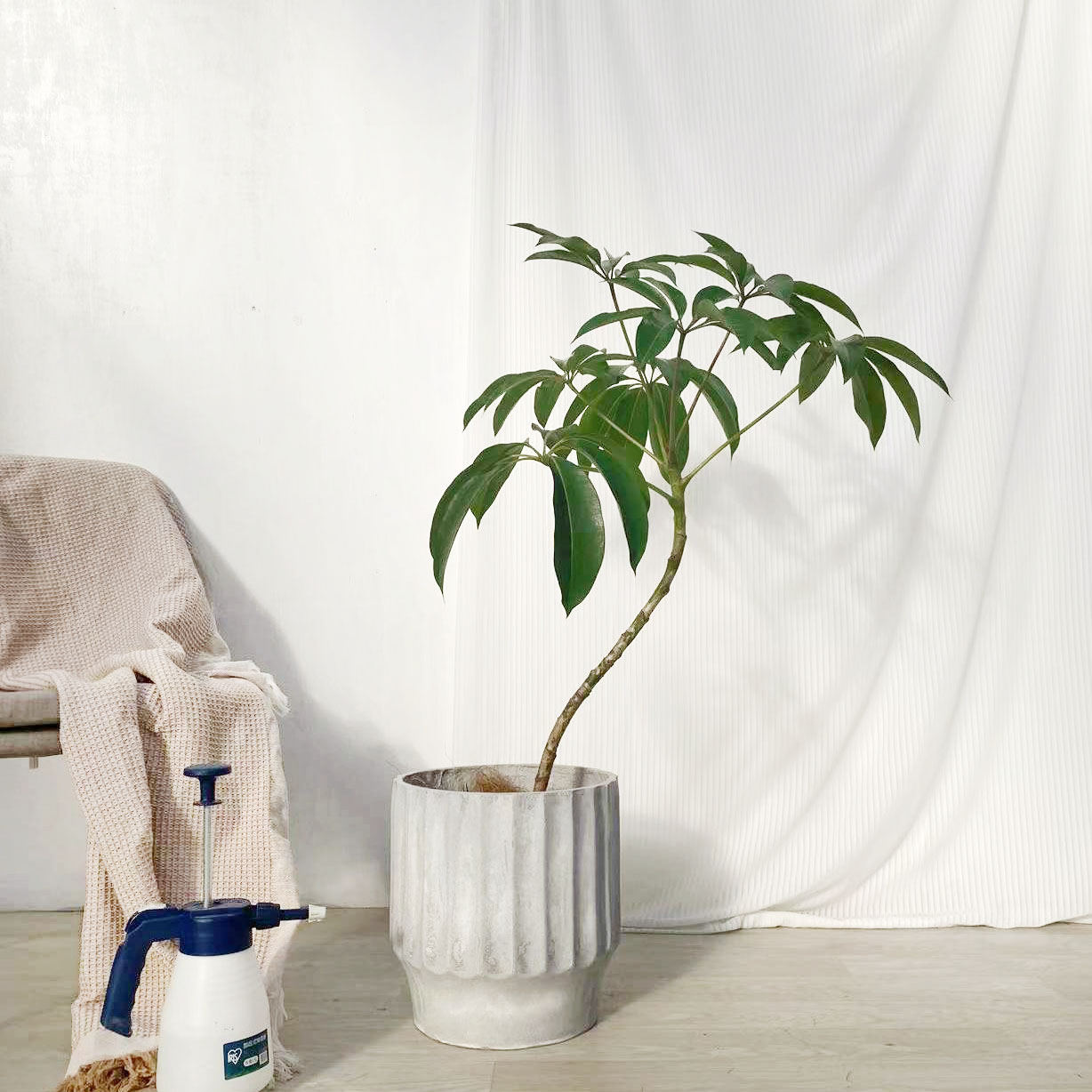 室内日本大叶保罗盆栽观叶植物植物北欧清新网红绿植