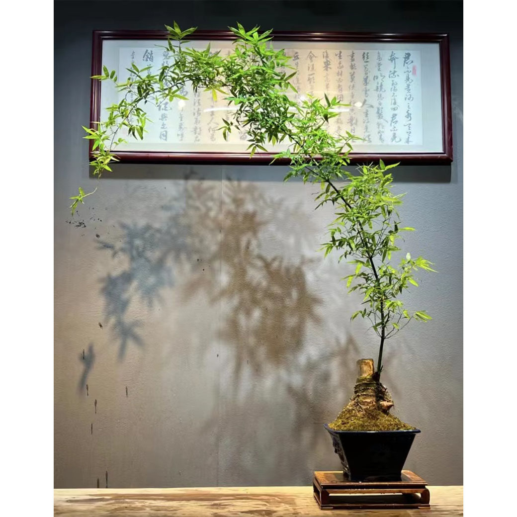 小叶簕簕茶室客厅玄关禅意竹子盆景桌面庭院绿植