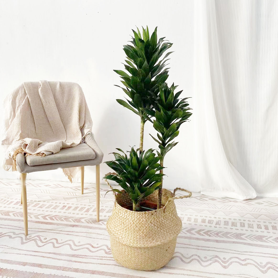 太阳神龙血大型造型绿植网红室内盆栽观办公桌客厅绿植