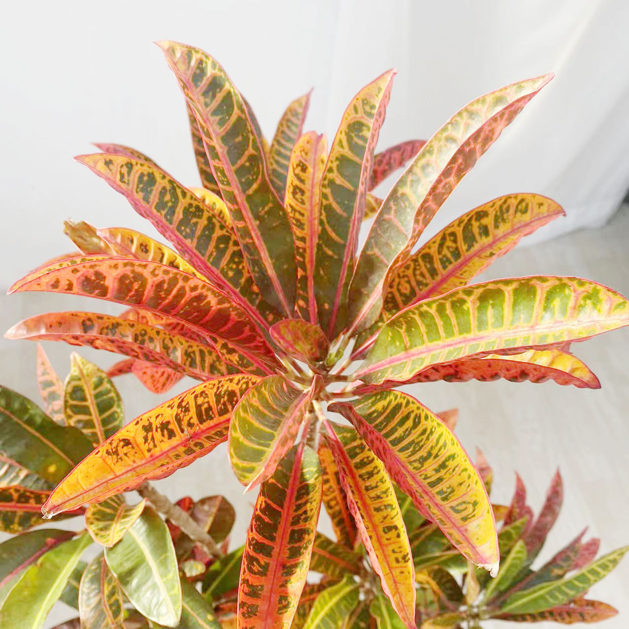 北京同城造型七彩彩变叶木室内大型绿植盆栽大型绿植