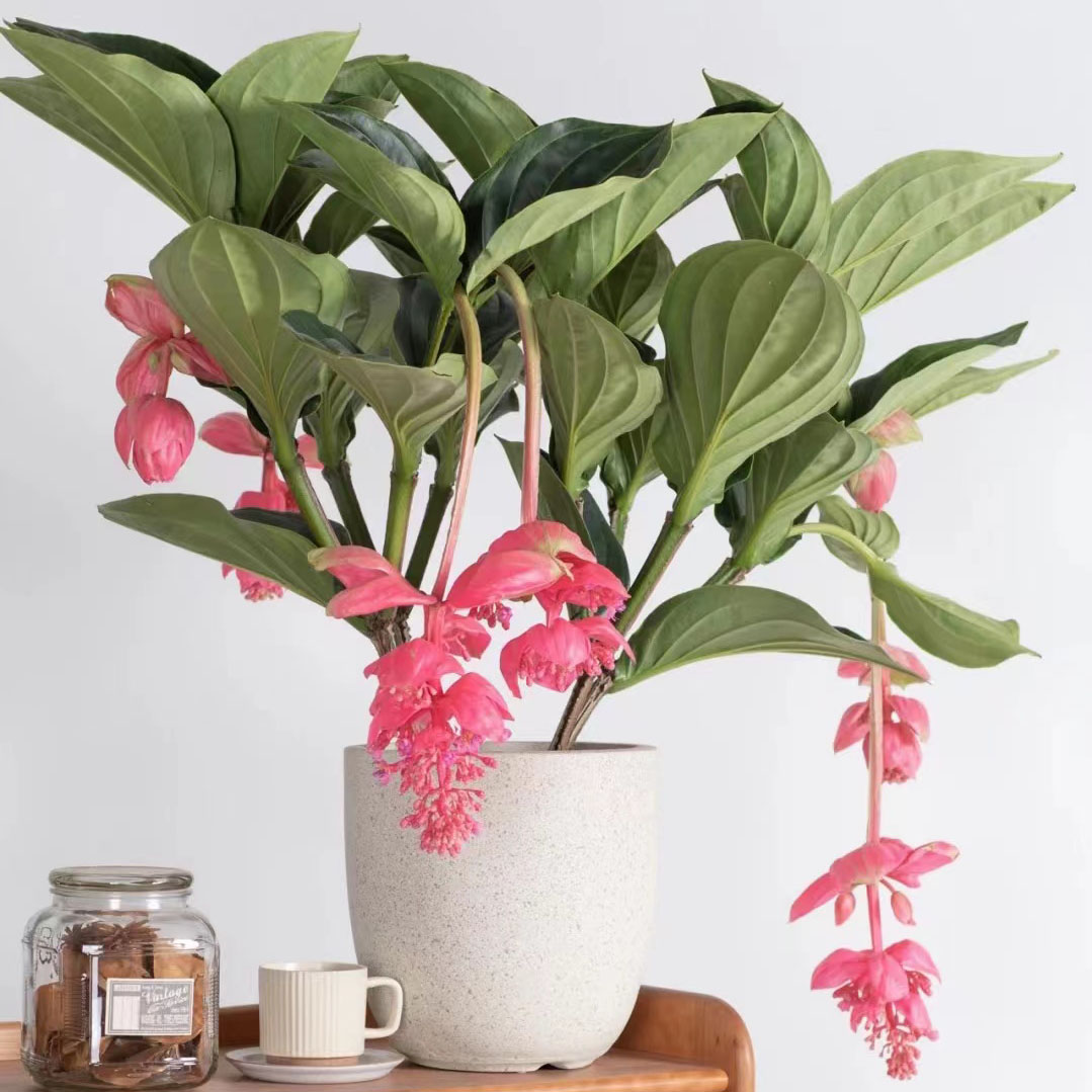 北京同城进口宝莲灯开花盆栽植物年宵花卉ins大型绿植