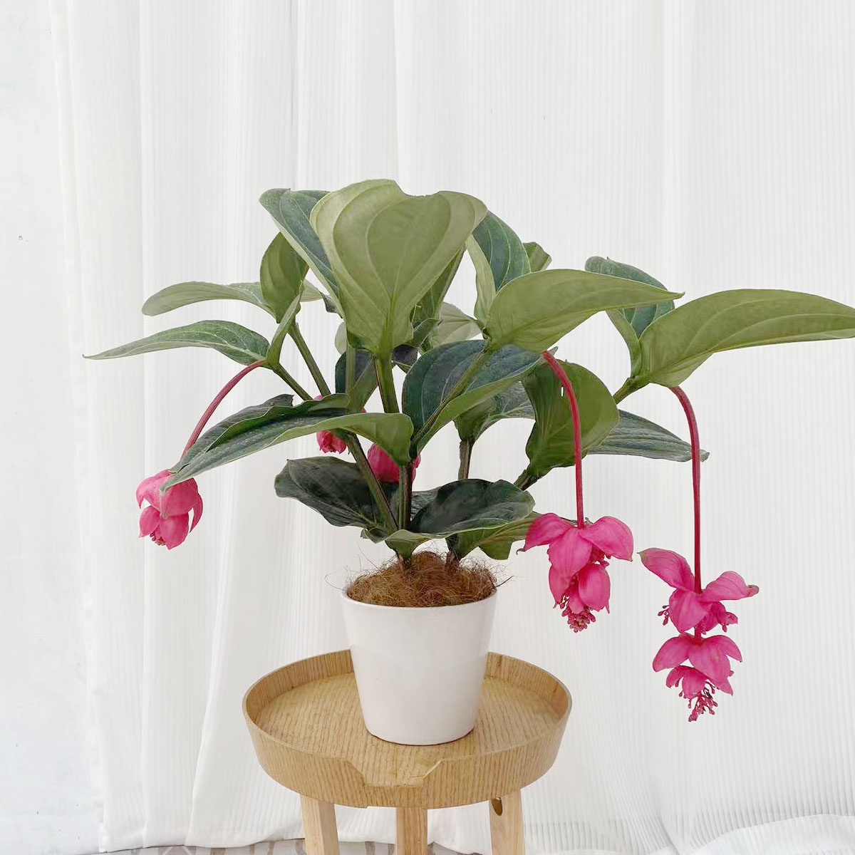 北京同城进口宝莲灯开花盆栽植物年宵花卉ins大型绿植