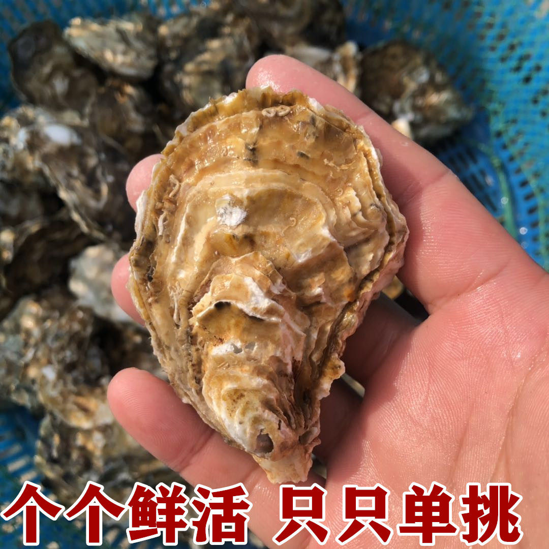 生蚝鲜活乳山野生牡蛎新鲜海带壳小蚝海鲜水产生蚝