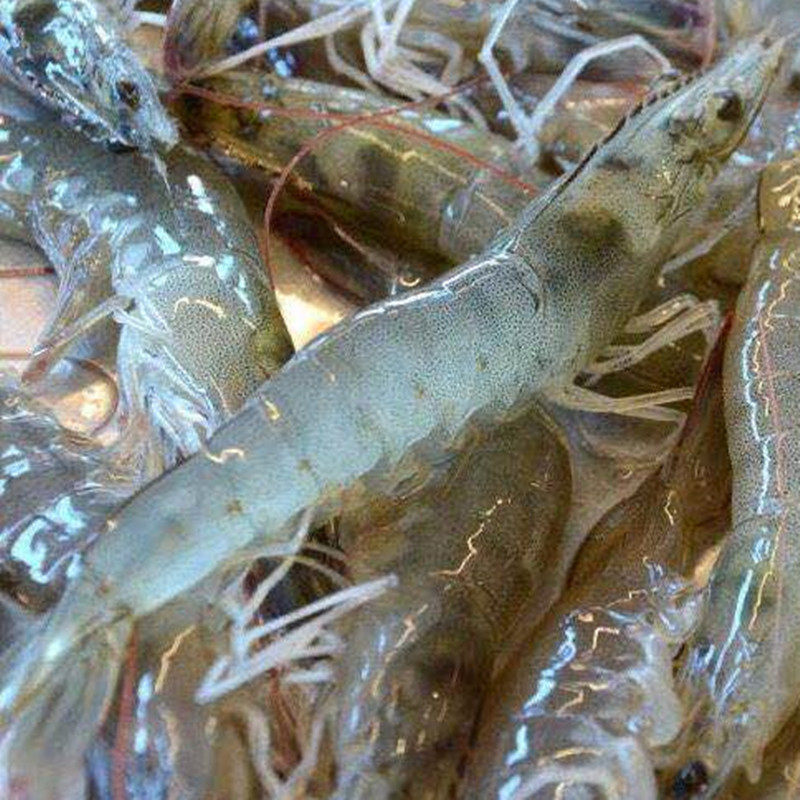 活虾急冻新鲜野生对虾海大虾青虾明虾水产海虾活虾