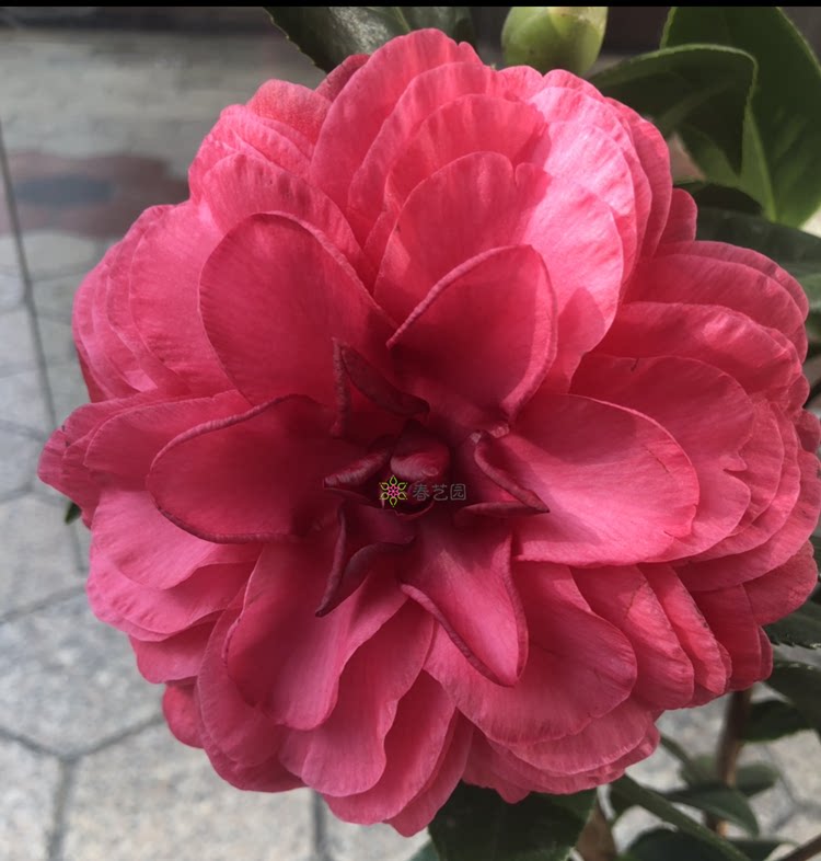 青叶贝拉拉大玫瑰茶花纯色复色盆栽绿植花卉时令草本花卉