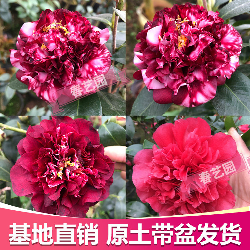 午夜名贵黑红红色魔幻飘云山茶花盆栽龙岩花苗时令草本花卉