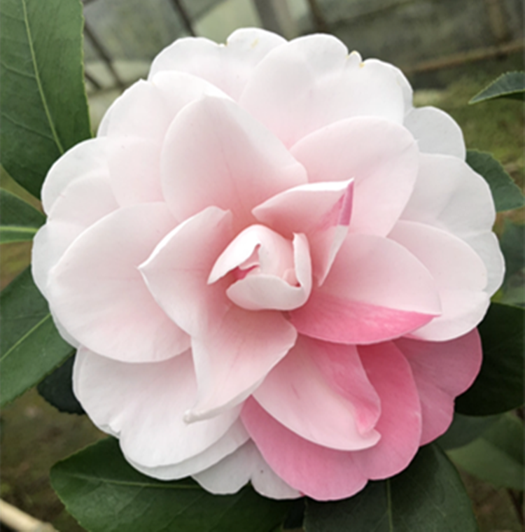 茶花乔依乔依肯依肯德力克多色色系巨型花庭庭院时令草本花卉
