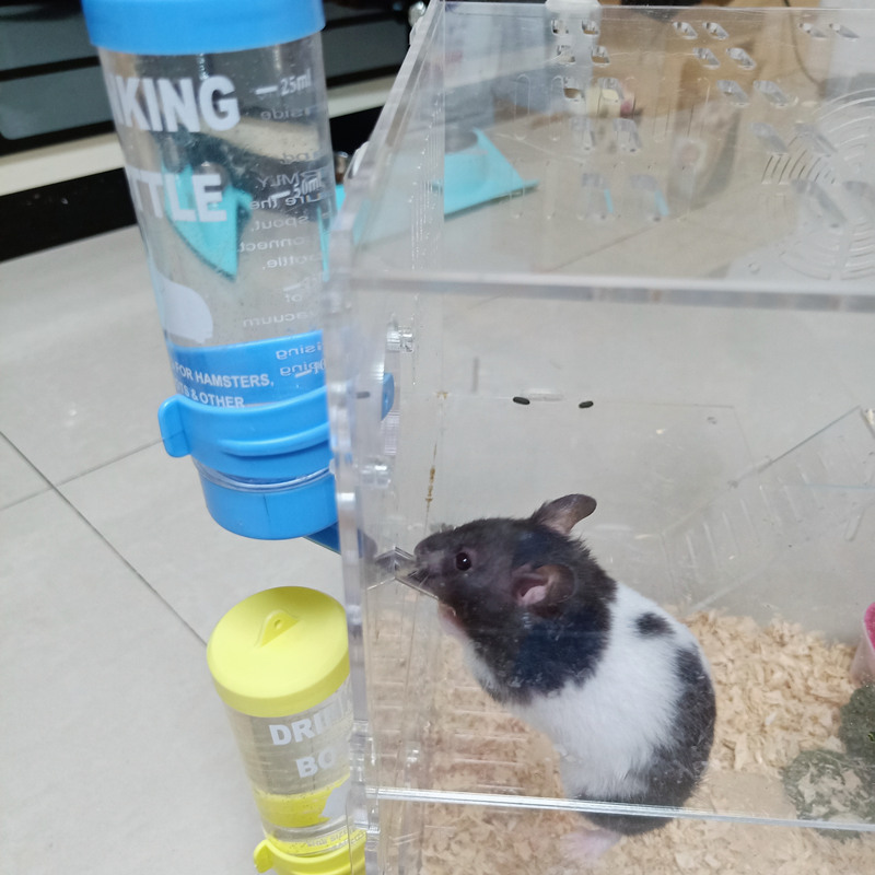 自制小仓鼠喝水器图片