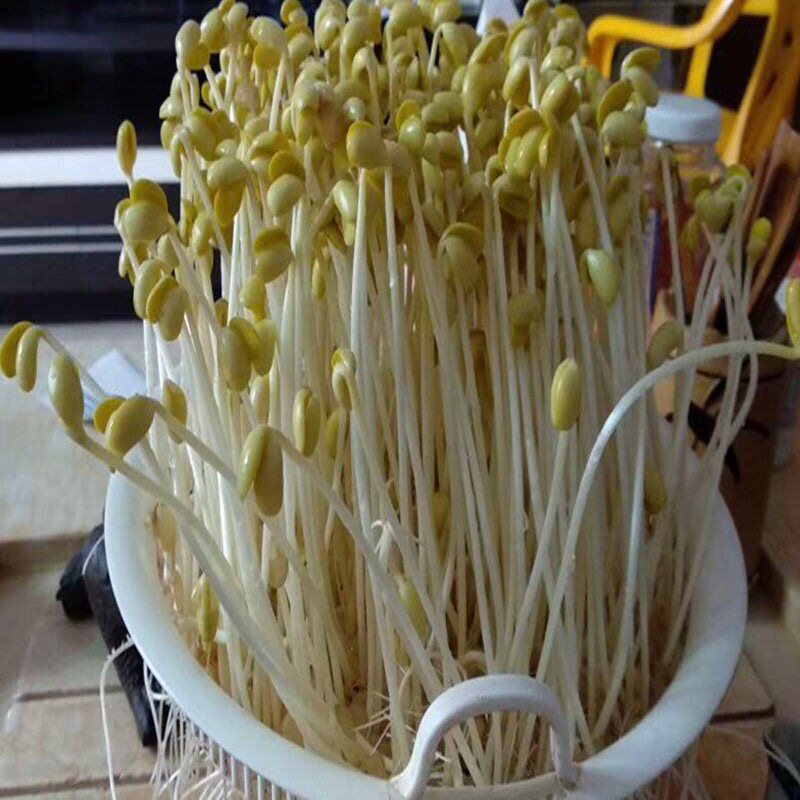 种子黄豆豆浆发黄豆芽小金专用芽苗毛豆菜用其它