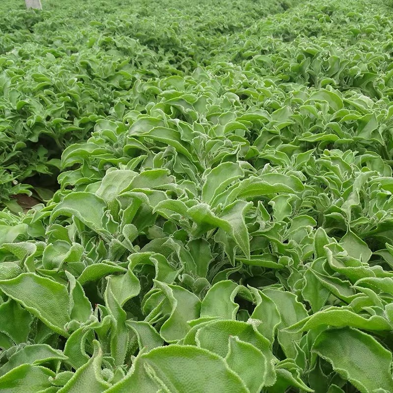 沙拉生吃冰菜新鲜现摘非洲冰草冰叶冰花蔬菜其它