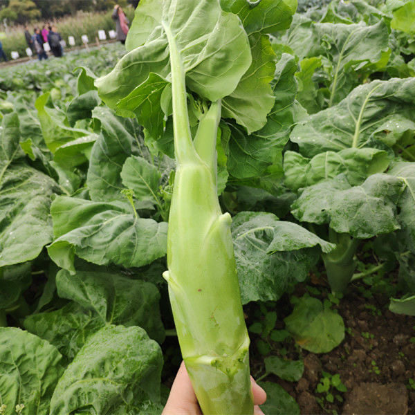 大笋甜芥种籽中花甜脆芥菜广东芥蓝阳台盆栽其它