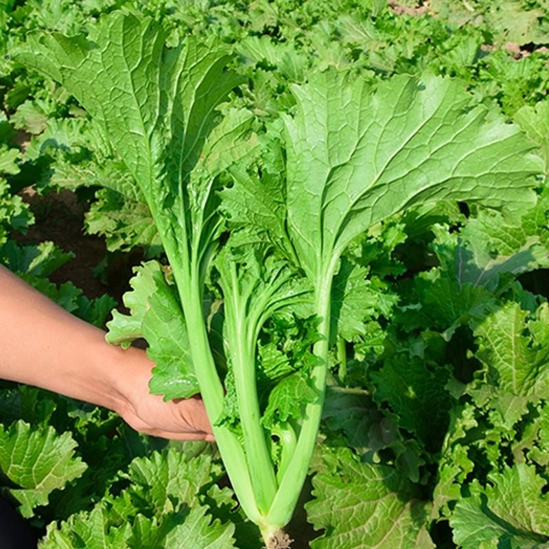芥菜青菜叶用种子小青种籽菜种秋季海耐热干菜其它