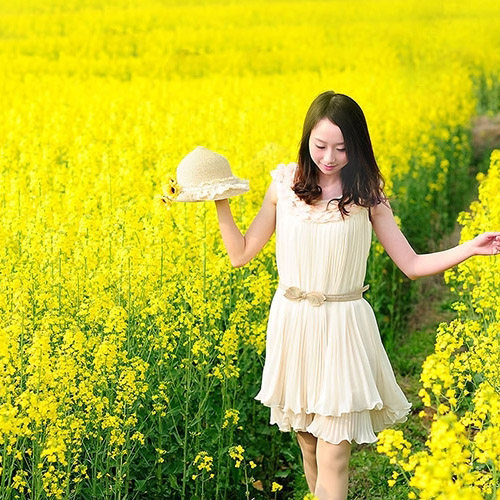 油菜油菜籽籽种观赏油菜花榨油食用油菜籽油杂交高产家庭园艺种子