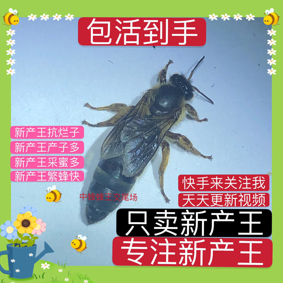 买多更划算精品中蜂蜂王中蜂处女王种王双色阿坝土蜜蜂仓王