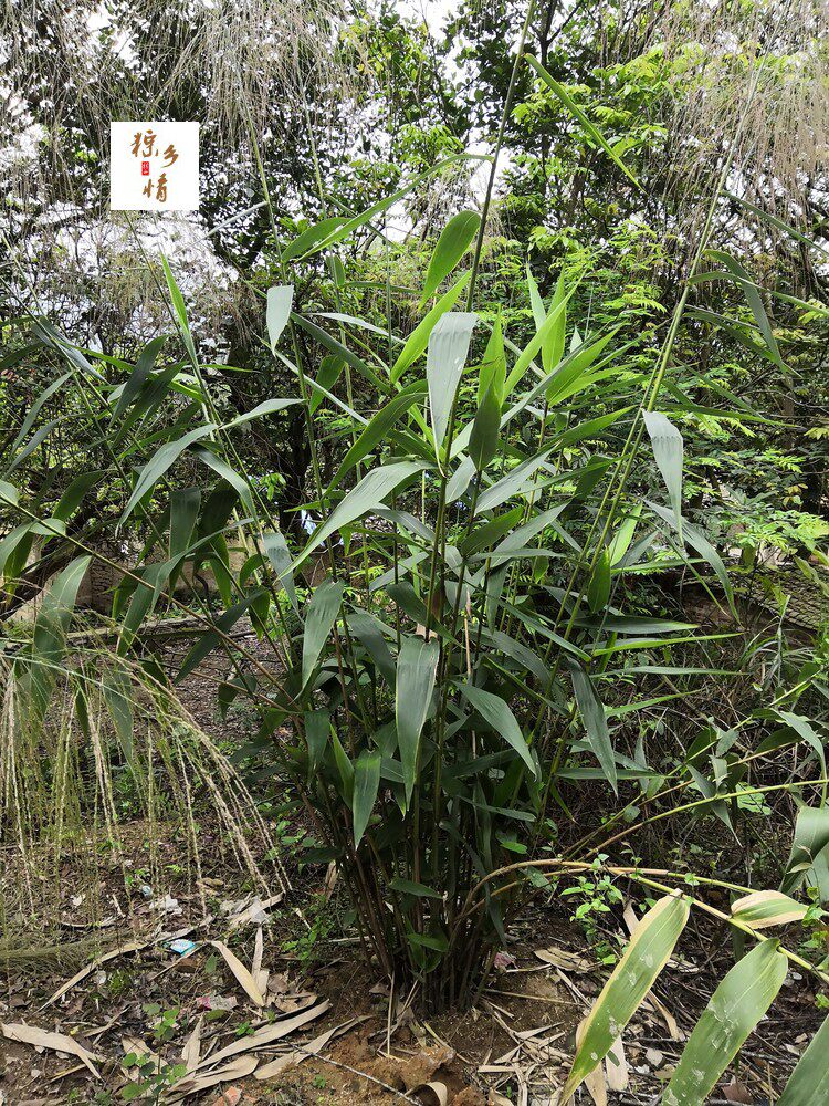 粽叶苗 四角粽 箬叶芦苇叶芒叶苗广西大粽子叶苗 枕粽塔锥 三角粽