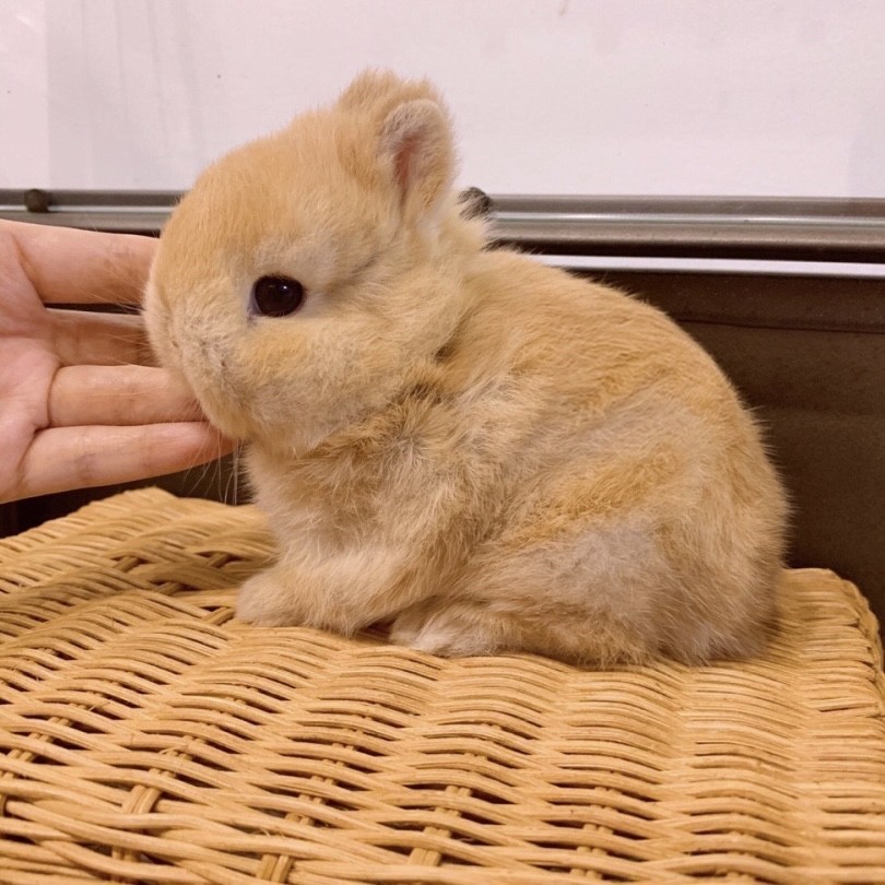 长不血统茶杯凤眼海棠侏儒网红白色大的二代兔