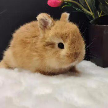 荷兰血统纯白色迷你兔宠物侏儒黄色进口二代美国兔