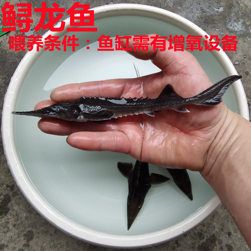 鱼苗尖嘴鲟龙龙鱼观赏鱼清洁洁鱼冷水清道夫活体鱼