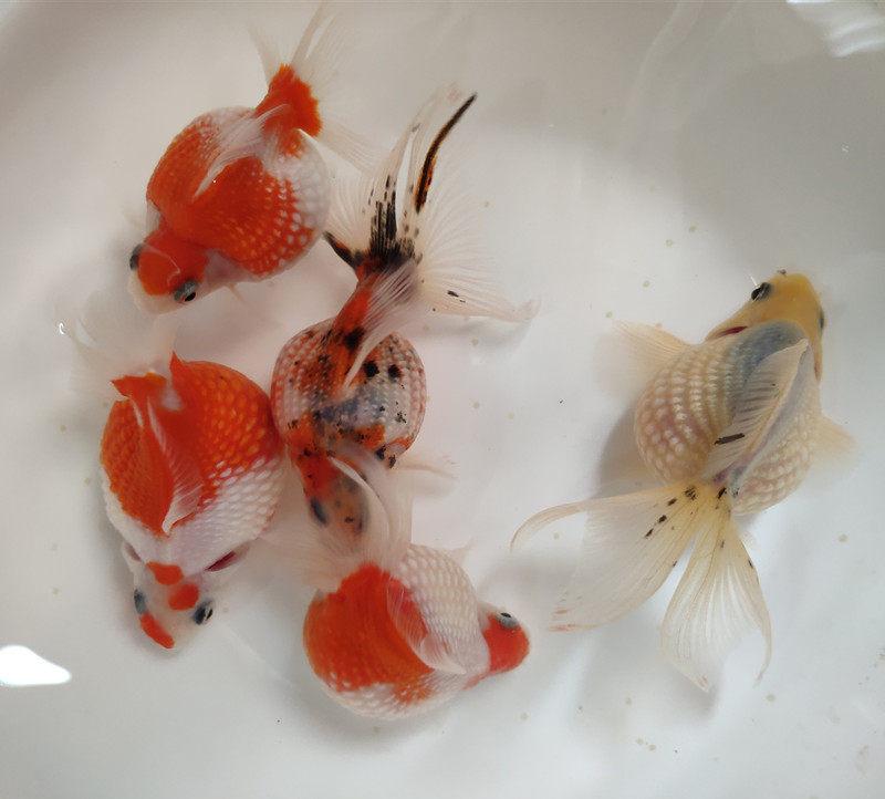 珍珠鼠头金鱼活体观赏鱼精品皮球鱼淡冷水鱼水族鱼