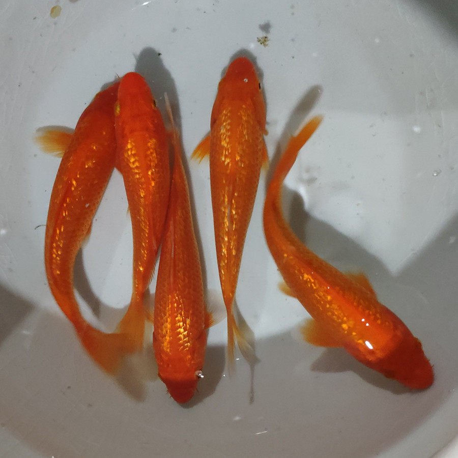 钻石鳞锦鲤火鲤纯红银鳞红鲤鱼闪鳞 观赏鱼 淡 好养 鱼苗观赏耐活