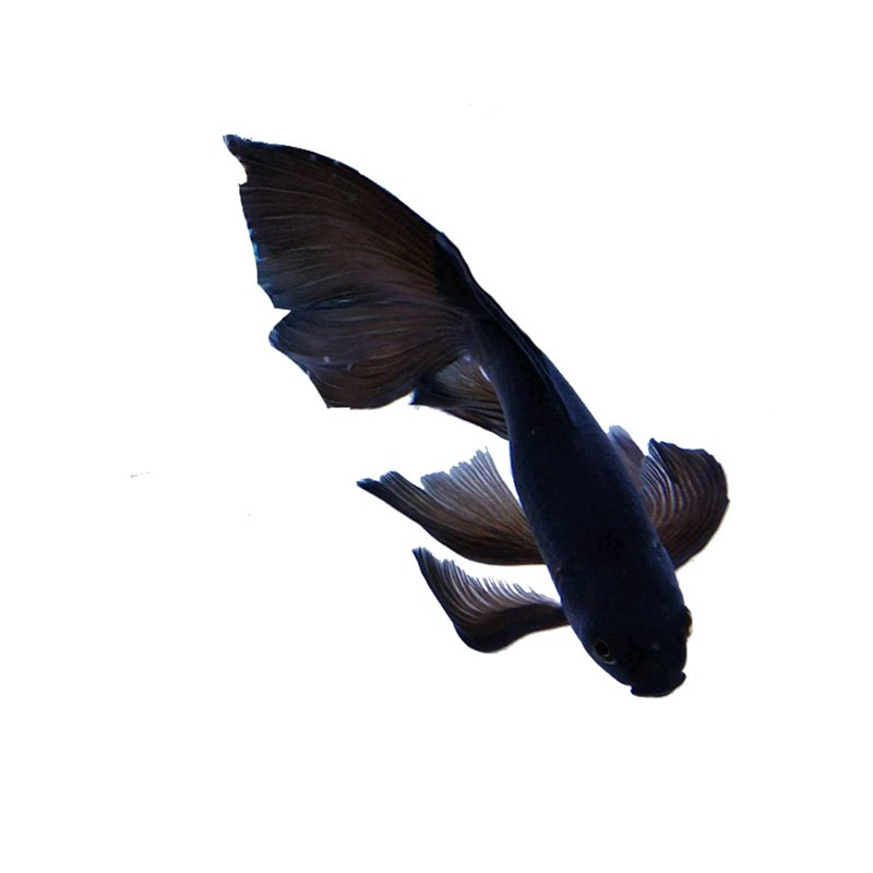 台湾彗星黑鱼招财淡水冷水观赏风水蝴蝶鲤大鱼