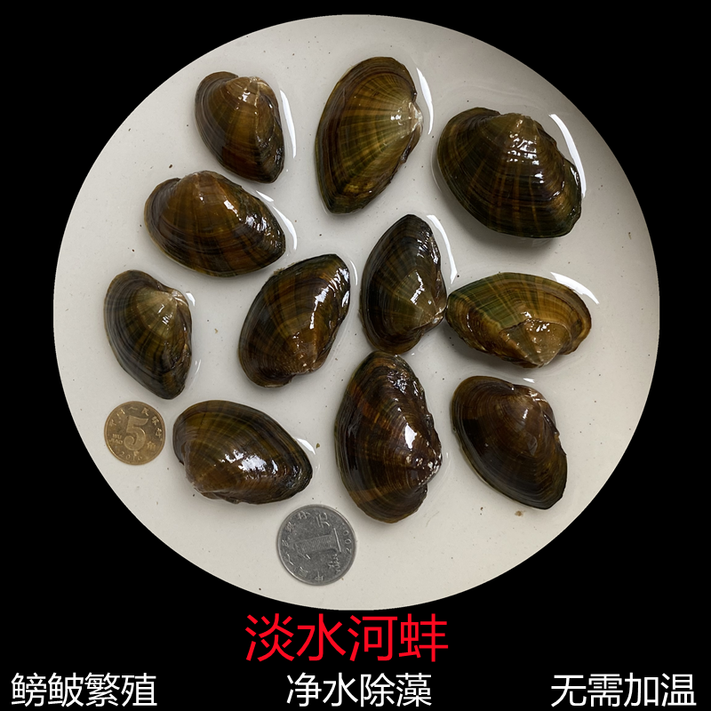 净水螺溪黄金蚬小河蚌河活体淡水冷水原生小型螺