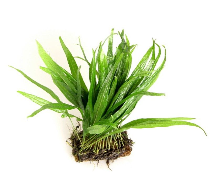 皇冠水草天然绿色后景鹿角大叶鱼缸水草