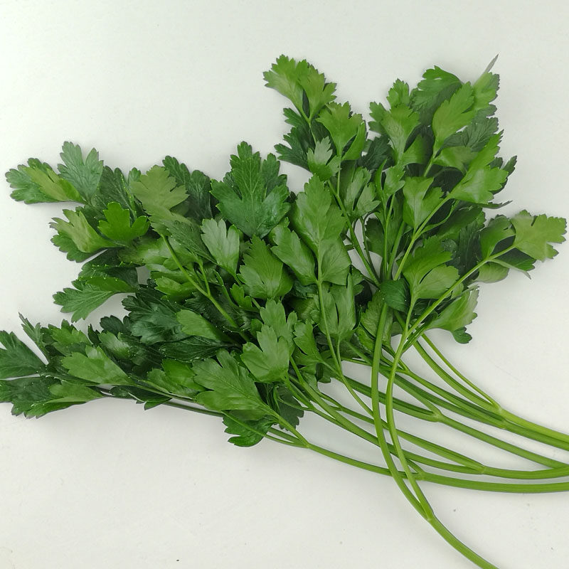 500克新鲜欧芹任搭五份包邮芳茜意大利芹巴西里其它