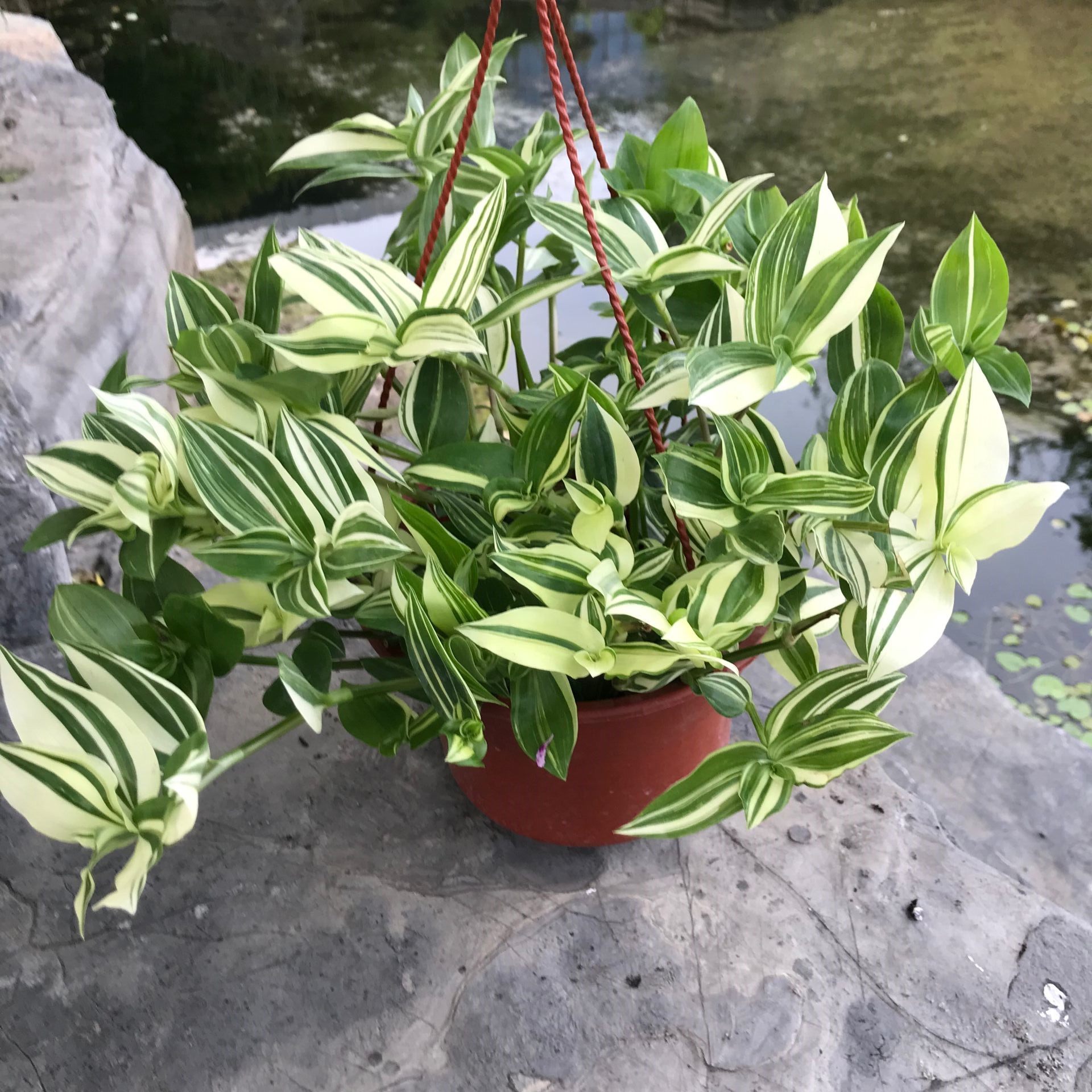 抹茶油画观叶植物植物吊兰盆栽花卉绿植室内阳台绿植