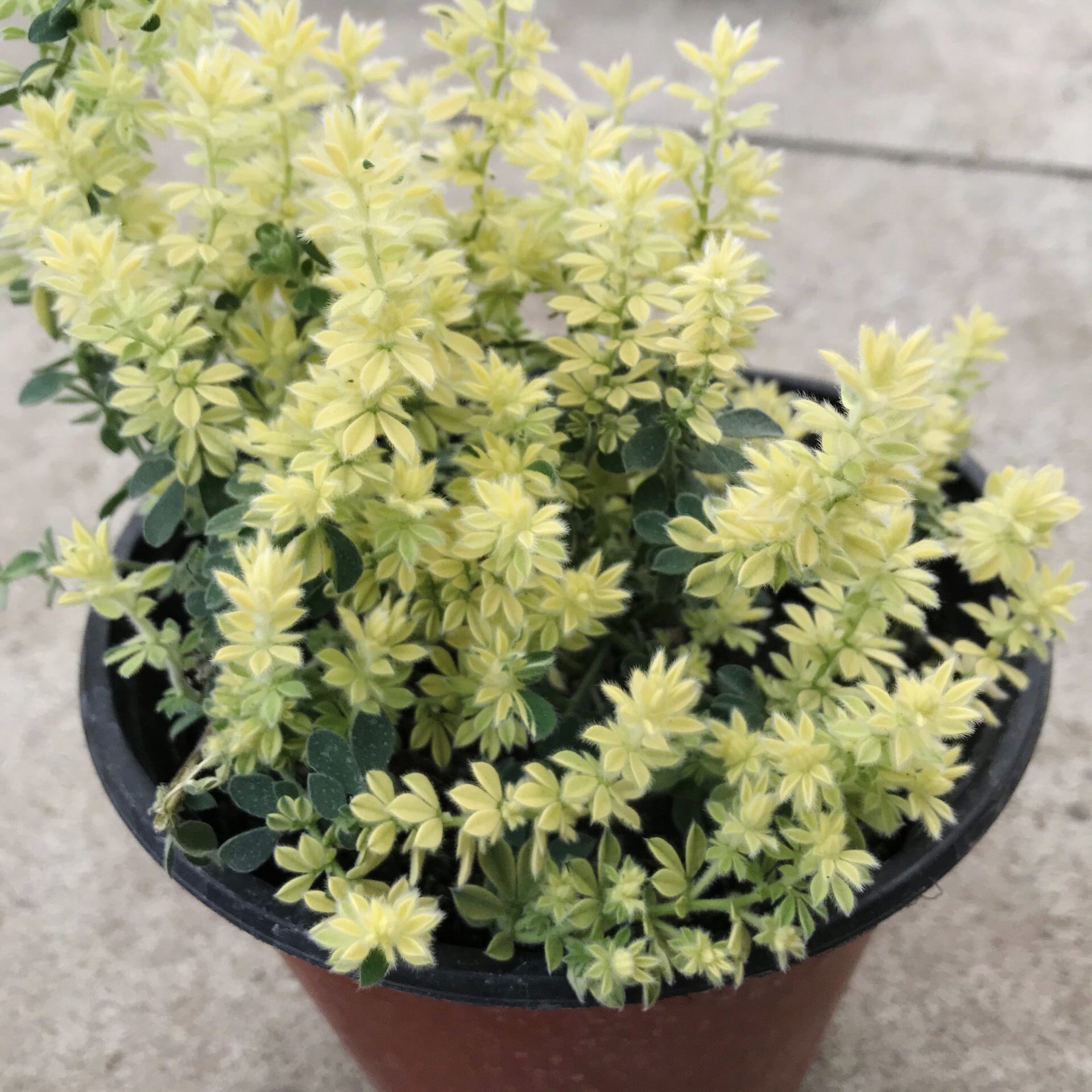 雪顶金雀金雀花盆栽多年生木本绿植盆景花卉耐寒绿植