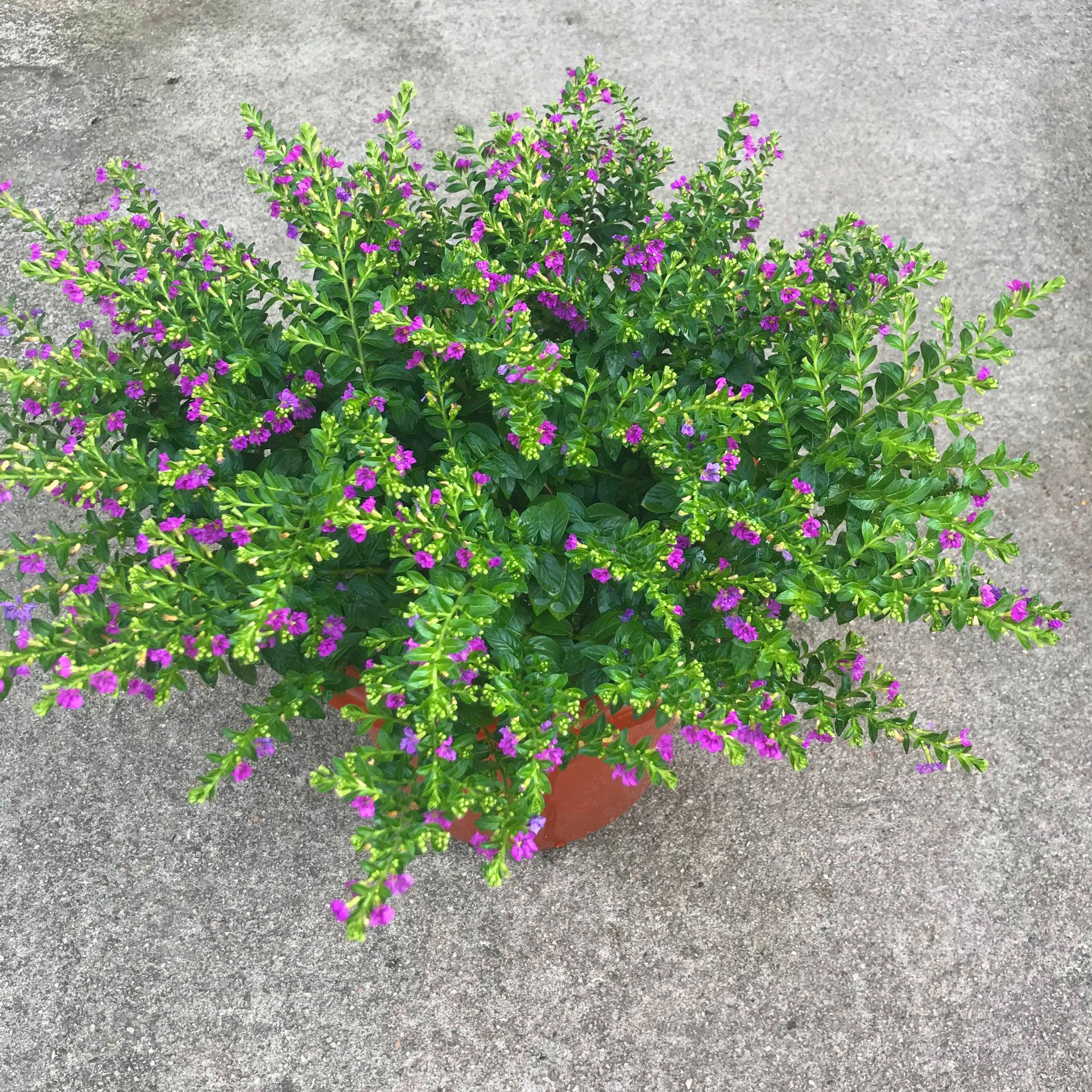 满天星大叶盆栽孔雀孔雀花花苗细叶花园新娘萼距时令草本花卉