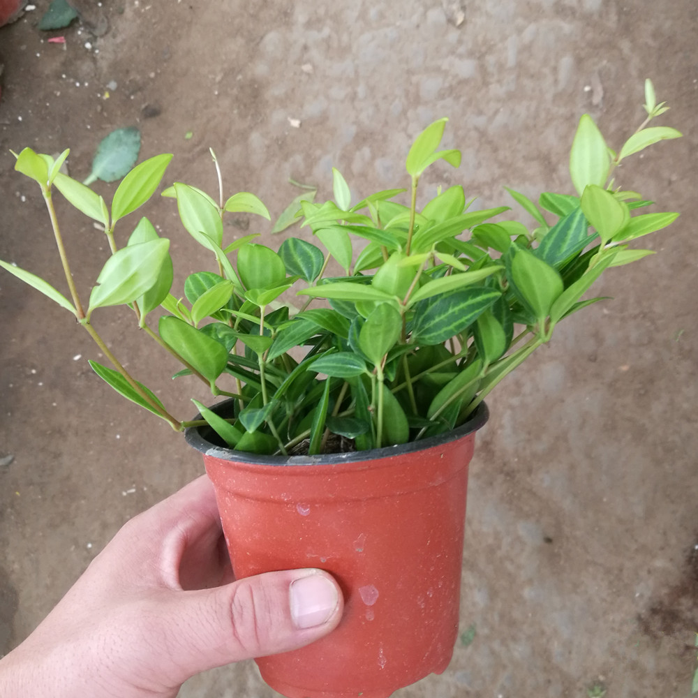 钻石翡翠盆栽吊兰植物花卉装修修房净化空气甲醛绿植