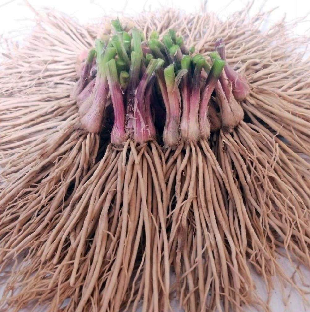 红根大叶韭菜根现挖苗紫根四季久菲菜九菜蔬菜盆栽菜苗韮菜根根苗