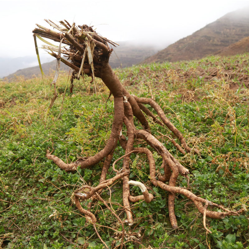 黄芪甘肃古北氏蒙特级野生15年生同款250g黄芪