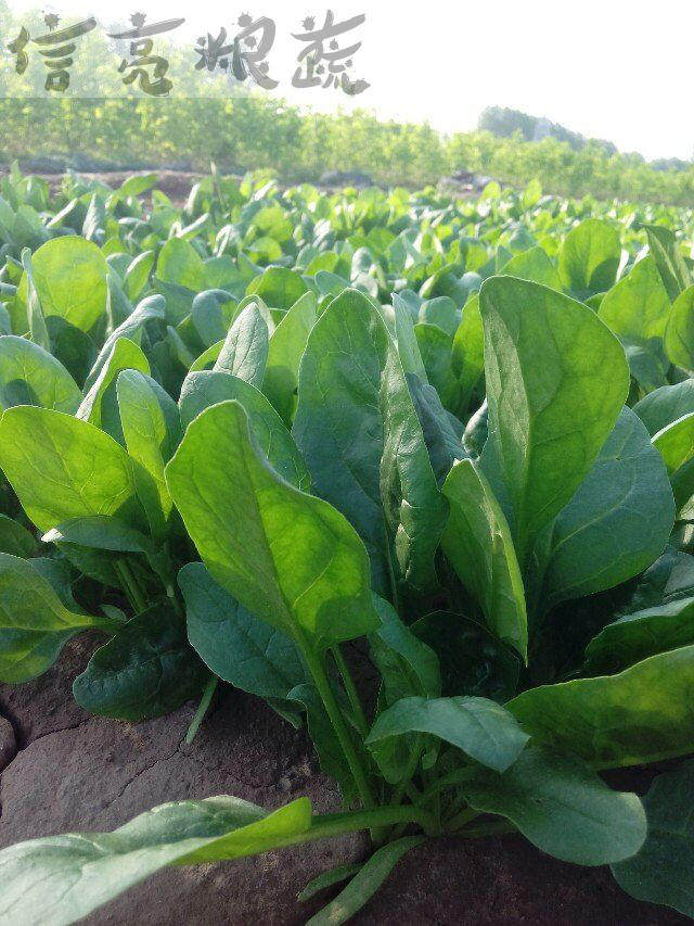 新鲜菠菜农家自种3斤菠菜小菠 菜现摘现发精品蔬菜地头包邮