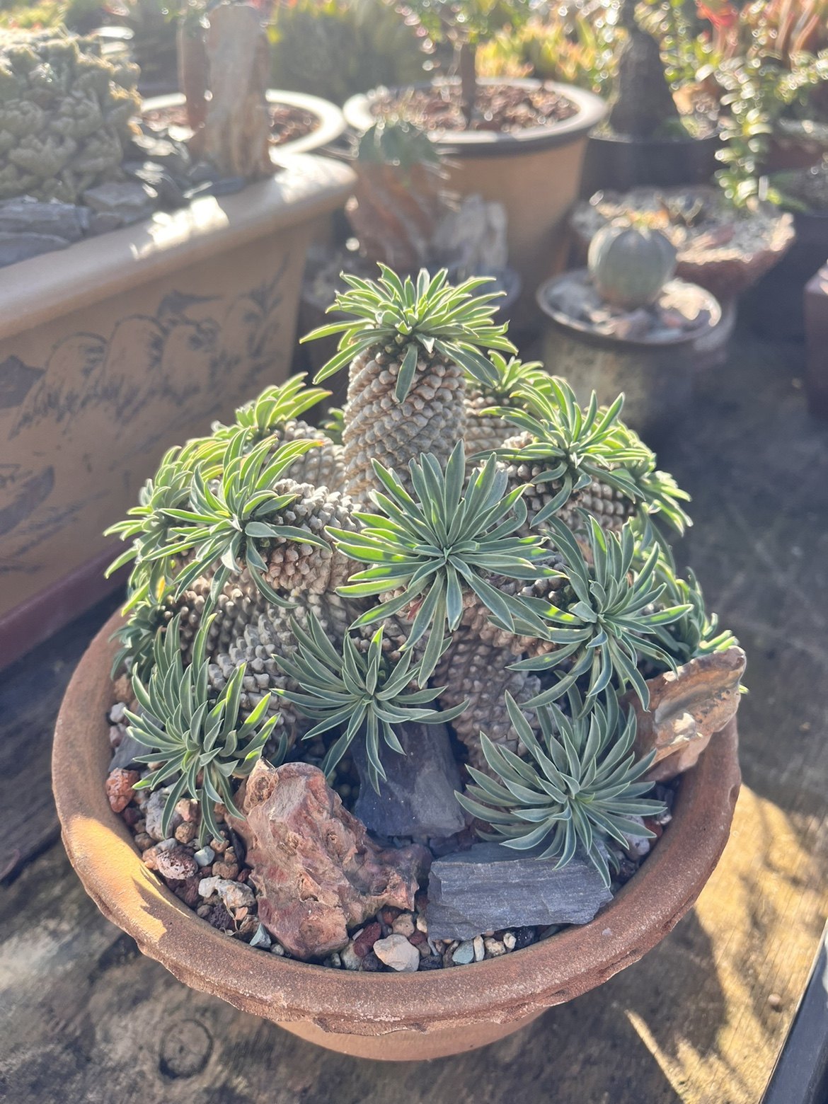 铁甲麒麟自然群生19头整体无砍多肉植物