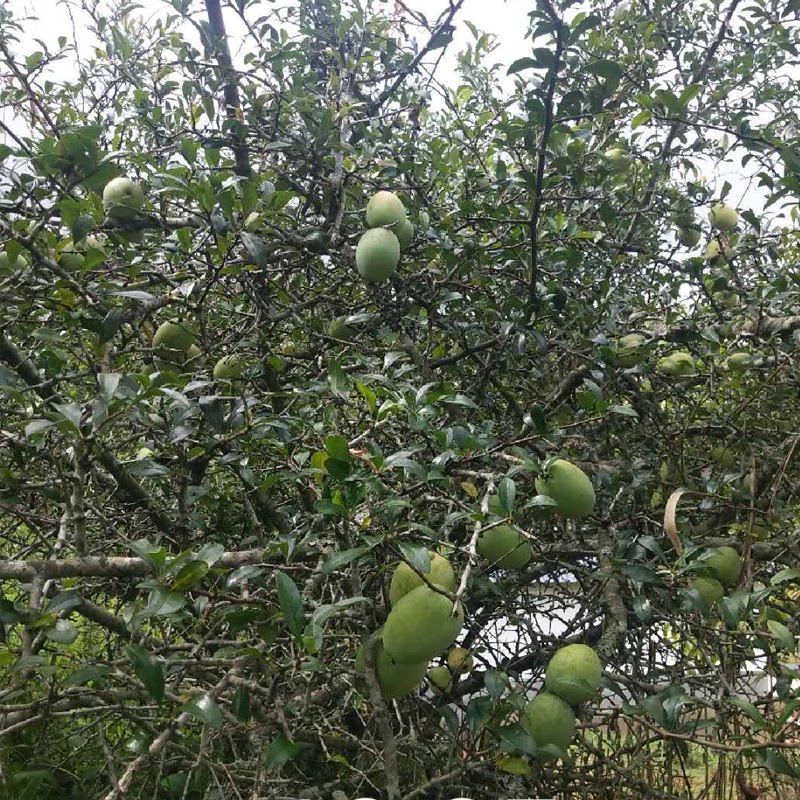 云南特产酸木瓜2斤临沧新鲜酸木瓜绿色酸味孕妇水果野生炖鸡泡酒