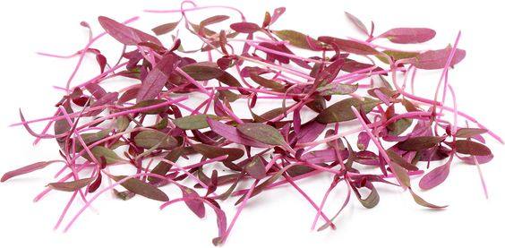 amaranth red 西餐摆盘装饰微型蔬菜 火红苗/安曼红苗/红苋菜 10g